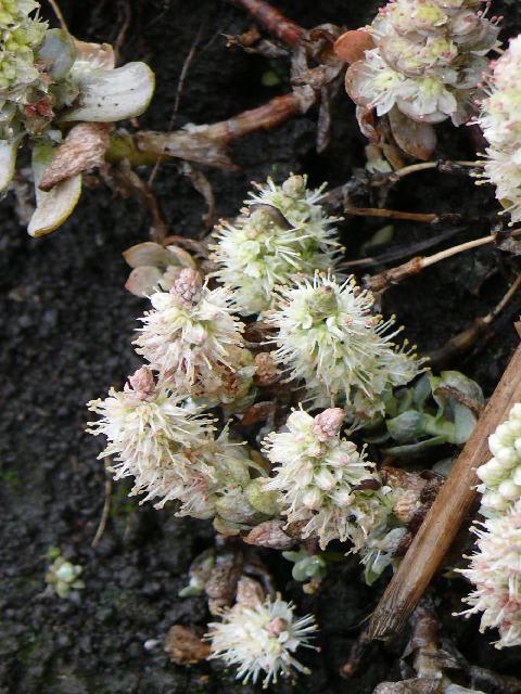 胆沢郡金ケ崎町のイワレンゲ 岩蓮華 11年10月15日 土 Peaの植物図鑑