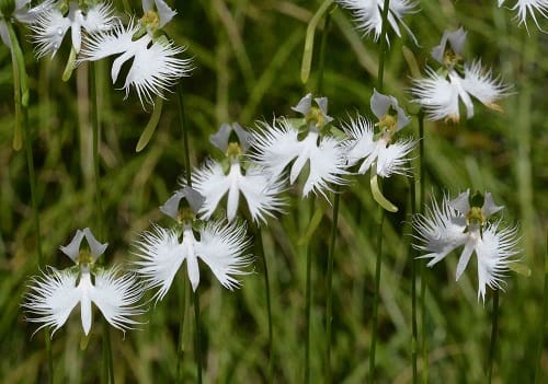 サギソウ（鷺草）：銀河3.5号鉢植え の通販 | 園芸ネット