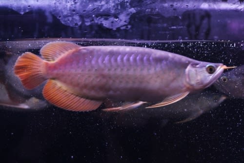シェンロンブランド 超烈龍 大豚幼魚 30センチ±