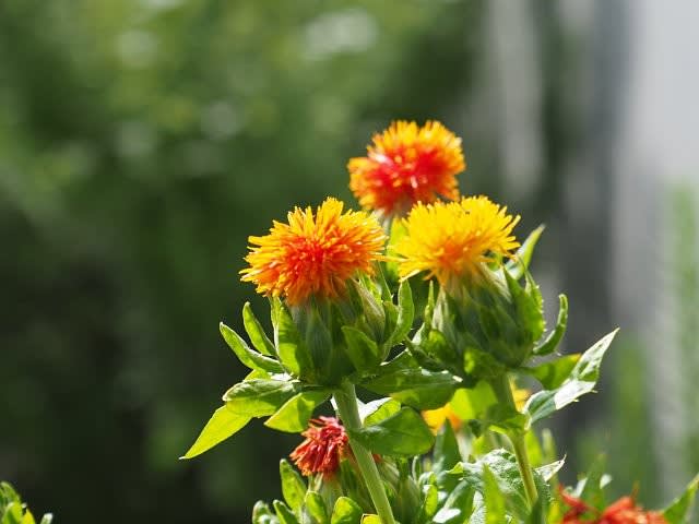 紅花（べにばな）栄う頃 - 庭先の四季