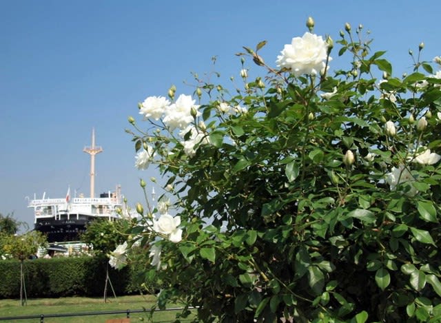 山下公園 秋バラ開花 2017 四季の風景 山下公園 秋バラ開花 2017 四季の風景