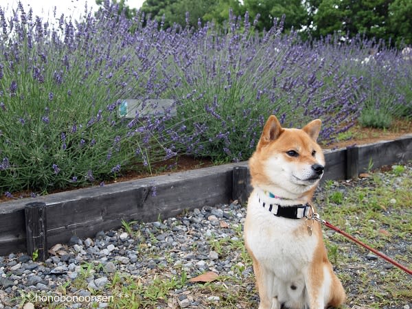 akira: 荒蒔古墳-犬形,猪形,馬形,馬牽きの男性埴輪