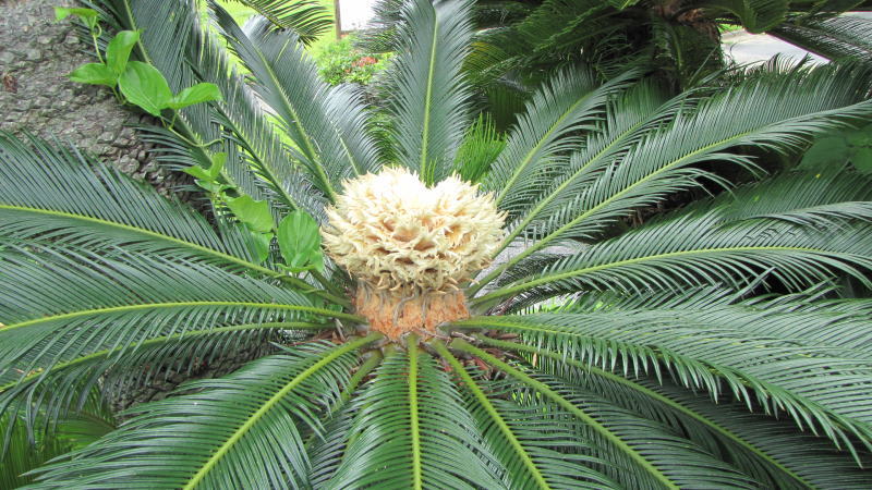 新作人気 観察 ソテツの花 中級編 海風blog 奄美 - 2-1 常緑樹