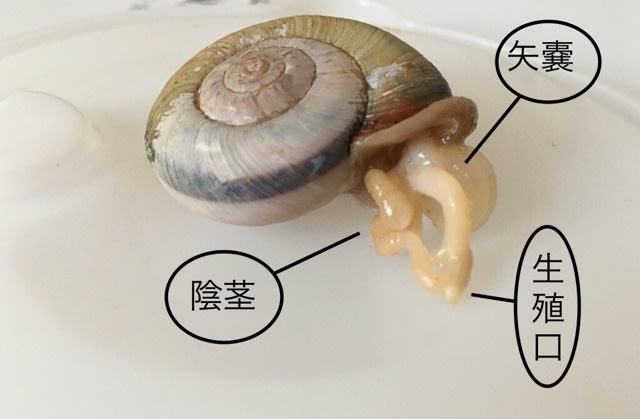 美人薄命な かたつむり マイmy巷話