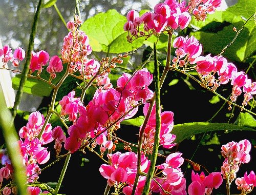 南国ムードの花達、ハイビスカス、ブーゲンビリア、ペンタス、他 - 花 ...