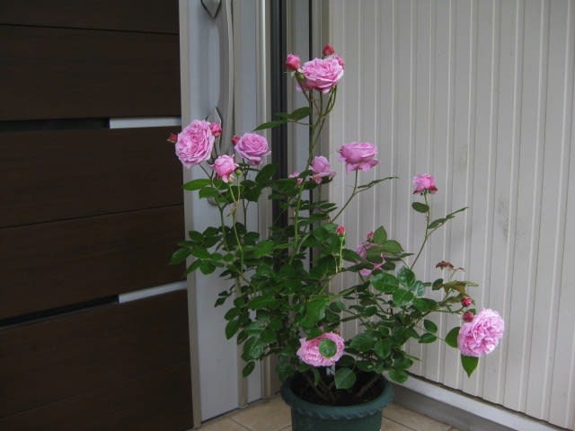 今日のバラ - Let's growing!