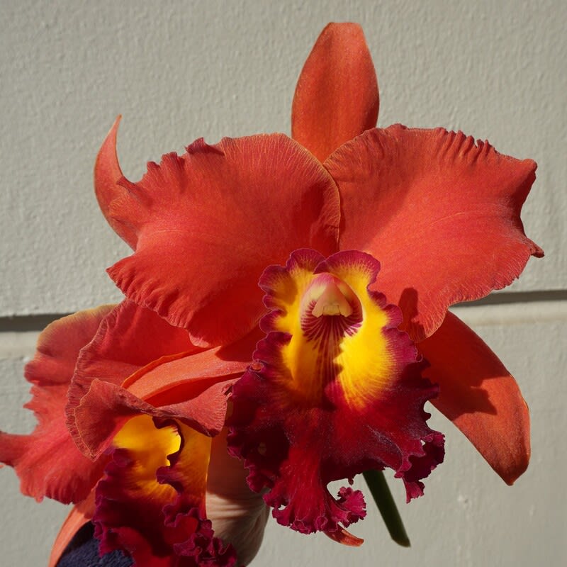 ◇Rlc. Sanuki Suntrap'Miracle Orange' - カトログ
