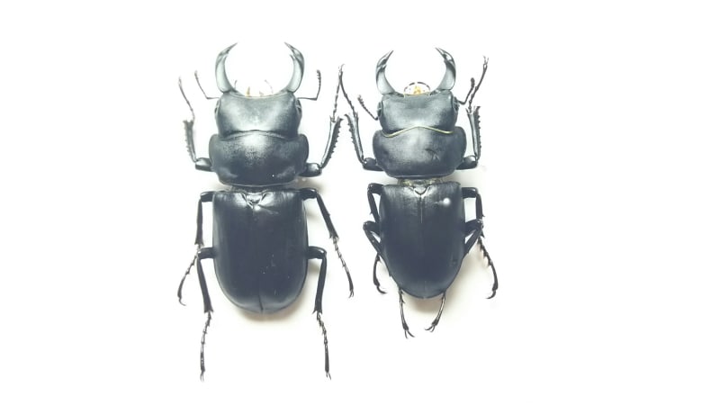 キュウシュウヒメオオクワガタ - クワガタ～スズメバチ等の覚書