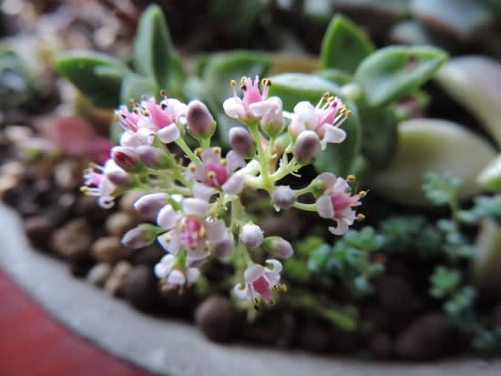贅沢屋の ピンクの花の多肉 - 四季彩ガーデンにようこそ 盆栽