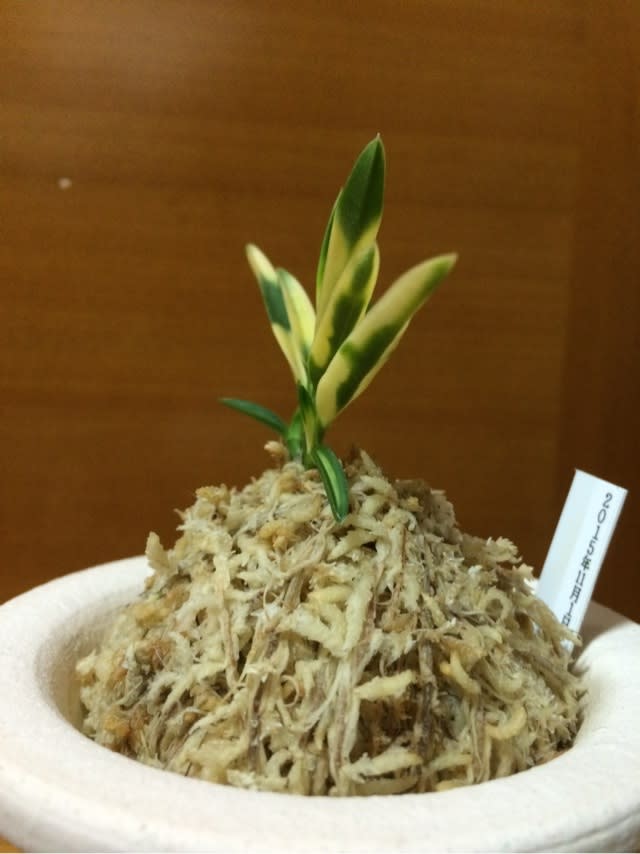 花観月 - 純風満蘭 富貴蘭・風蘭ブログ 着生蘭よもやま話 花観月 - 純風満蘭 富貴蘭・風蘭ブログ 着生蘭よもやま話