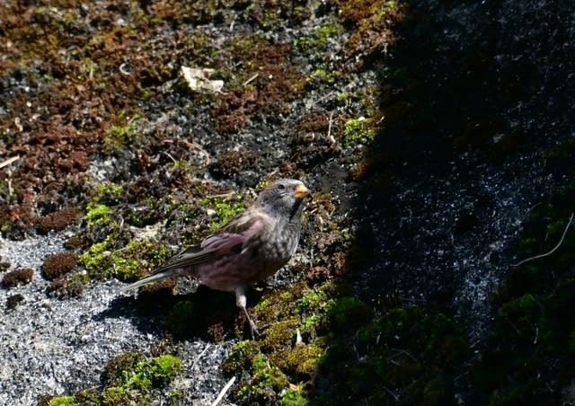 ヤマドリ ハギマシコ /岡山県 - ヒデびたきの野鳥紀行 〜野鳥を ヤマドリ ハギマシコ /岡山県 - ヒデびたきの野鳥紀行 〜野鳥を