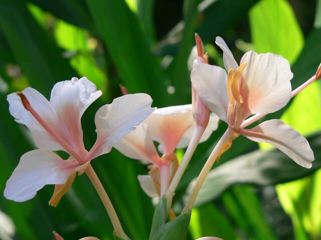 夏 秋の花 花縮砂 田舎へ行ってご 見てご 夏 秋の花 花縮砂 田舎へ行ってご 見てご