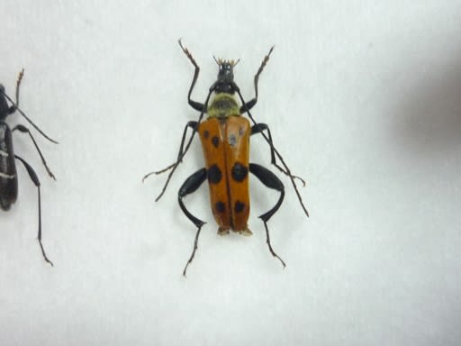 アカムネハナカミキリ　ペア アカムネハナカミキリ ペア