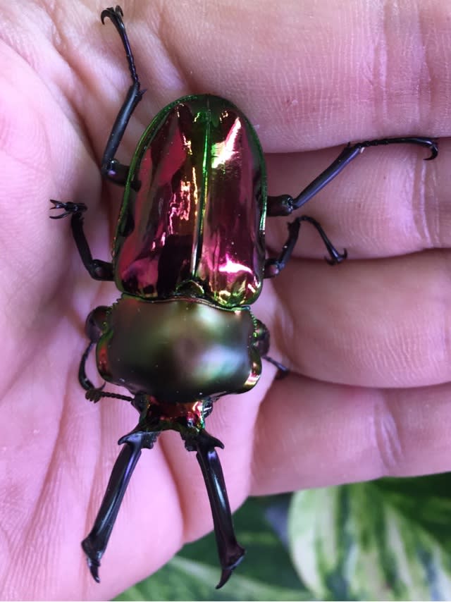 ☆惜しい‼️ヘラクレス・エクアトリアヌスが手の届くところまで