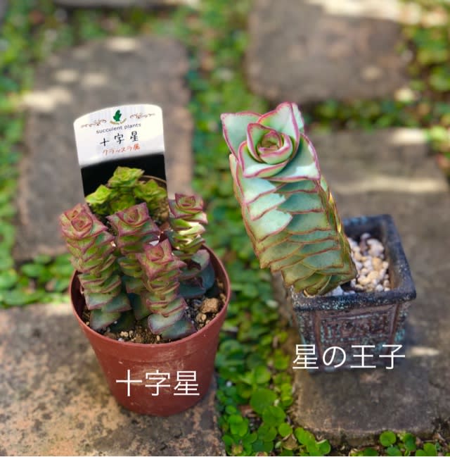 増えた多肉棚 - 雑木と宿根草とクレマチスの小さな庭づくり