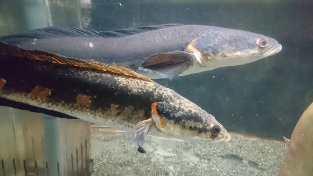 マルリウス・スネークヘッド - 少年と金魚とビートルズ