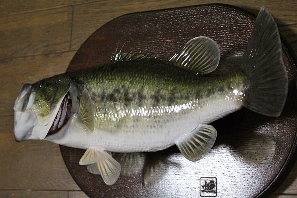 ブラックバス」の剥製が完成しました! - 虫さん魚さん ブラックバス」の剥製が完成しました! - 虫さん魚さん