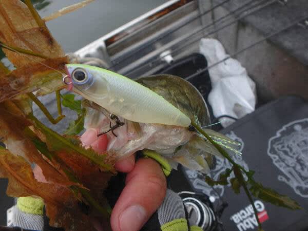 河口湖2日目詳細 バス釣りハンターハンター 河口湖2日目詳細 バス釣りハンターハンター