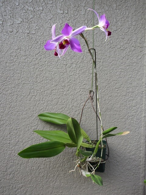 レリア アンセプス L.anceps guerrero × L.anceps 'Irwins' AM