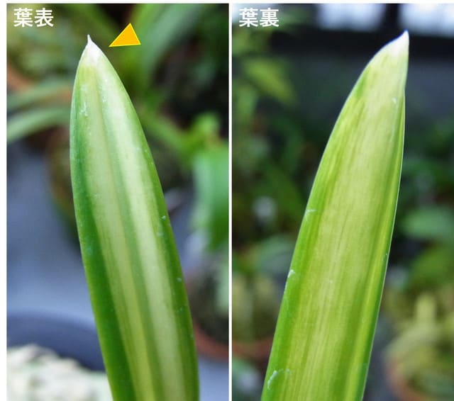 富貴蘭 「曙（東陽殿）」 (Vanda falcata 'Akebono' or