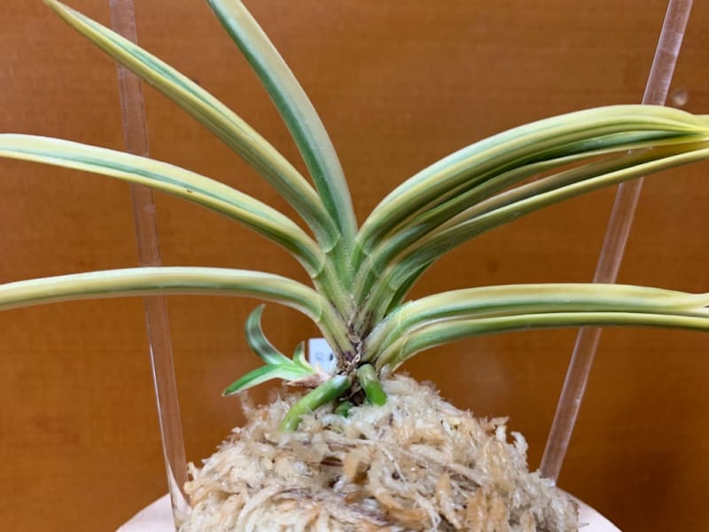 日南富貴⁉️ - 純風満蘭 富貴蘭・風蘭ブログ 着生蘭よもやま話 日南富貴⁉️ - 純風満蘭 富貴蘭・風蘭ブログ 着生蘭よもやま話
