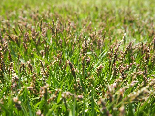 高麗芝ｔｍ９の花穂 Olive Gardening過去ログ倉庫