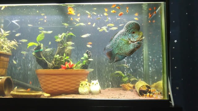 大人しい性格のビッグヘッドフラワーホーン(花羅漢)の混泳の可能