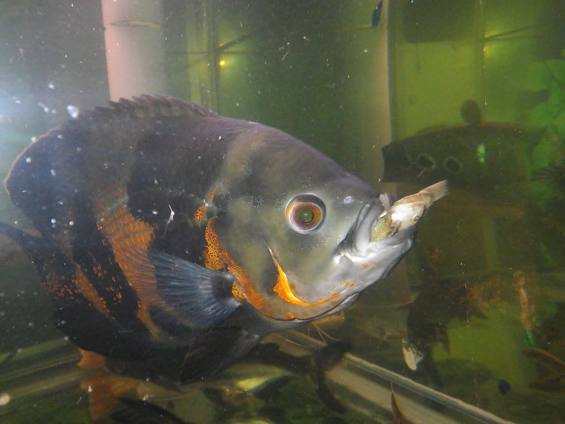 オスカー飼育☆やってしまいました！ - 大型魚飼育 in 神秘の国