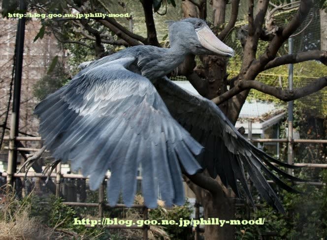 丸ごと一冊ハシビロコウ！ 謎だらけの鳥“ハシビロコウ”を特集