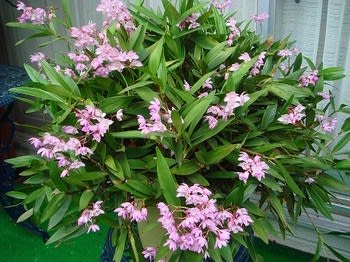 キンギアナム - hiroの花便り