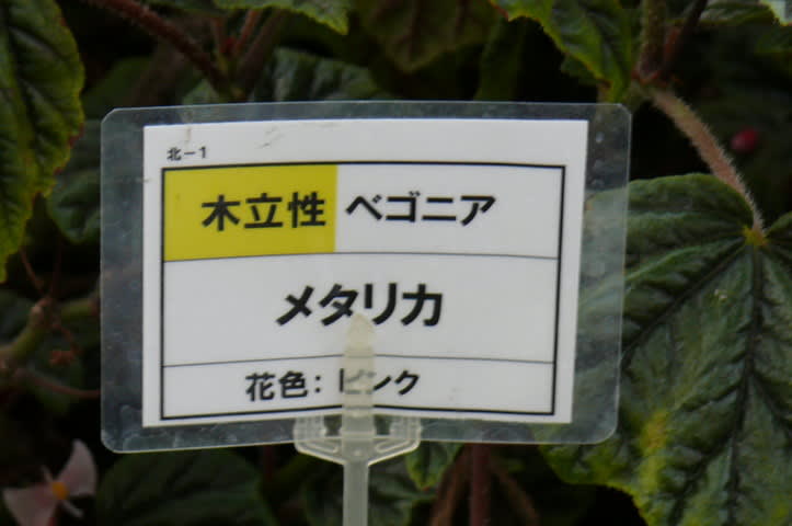 岩手県立花きセンターの木立性ベゴニア メタリカ・ピンク 岩手県立花きセンターの木立性ベゴニア メタリカ・ピンク