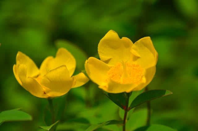 花の写真パネル 黄色のキンシバイ-