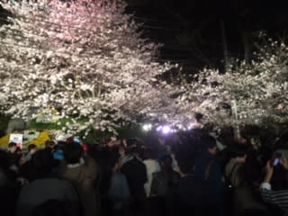 王子動物園 夜桜通り抜け センチュリー21ハウジング流通 徳田けいじ日記 王子動物園 夜桜通り抜け センチュリー21ハウジング流通 徳田けいじ日記