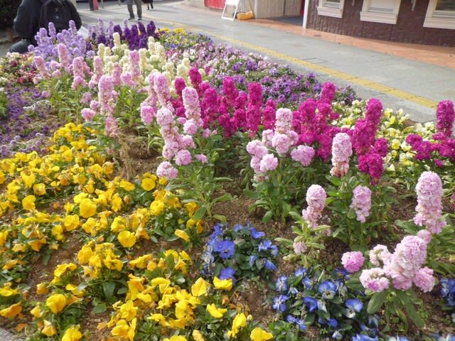 キンギョソウ(金魚草)」22 - 花熟里（けじゅくり）の静かな日々