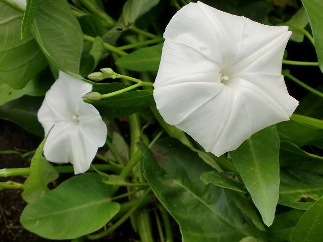 菜の花 空芯菜の花が咲きました・・・ - ときには 散歩と野菜作りとプチ旅と