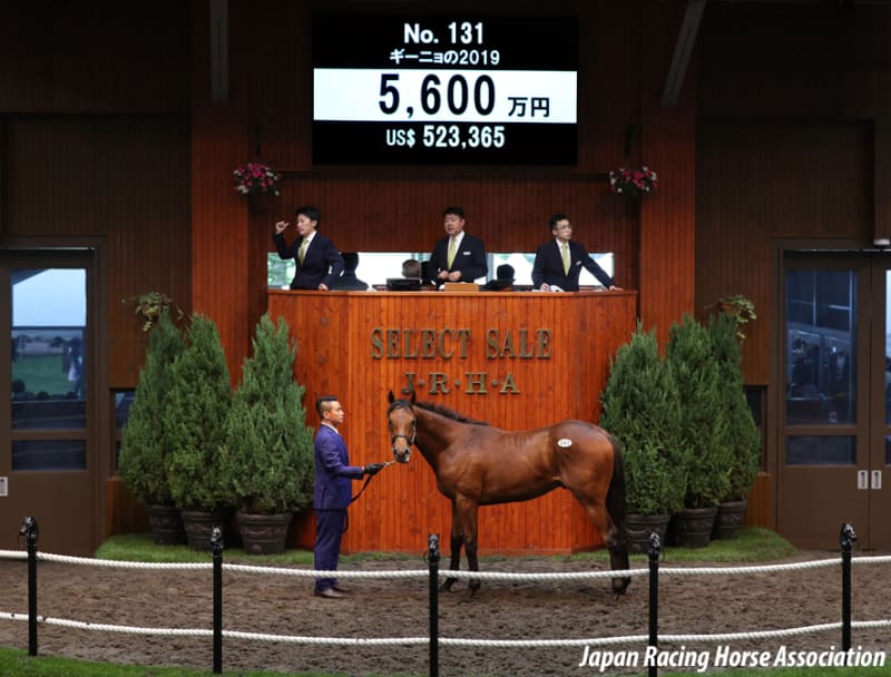 JRA競走に勝ったセール出身馬紹介(2021/8/21-22､ヨカヨカが