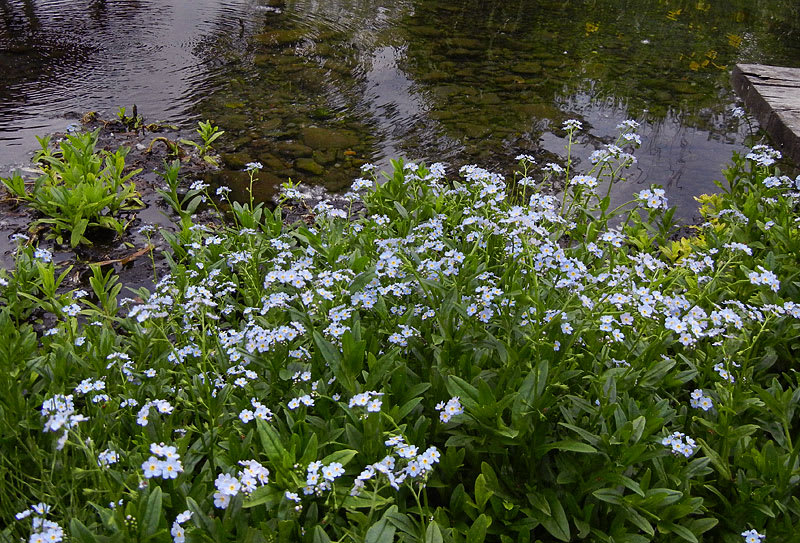 ワスレナグサ(勿忘草)の花 - アルママの気まぐれ日記 ワスレナグサ(勿忘草)の花 - アルママの気まぐれ日記