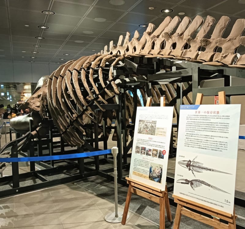 穂別博物館のミンククジラの骨格標本】の画像素材(50235806