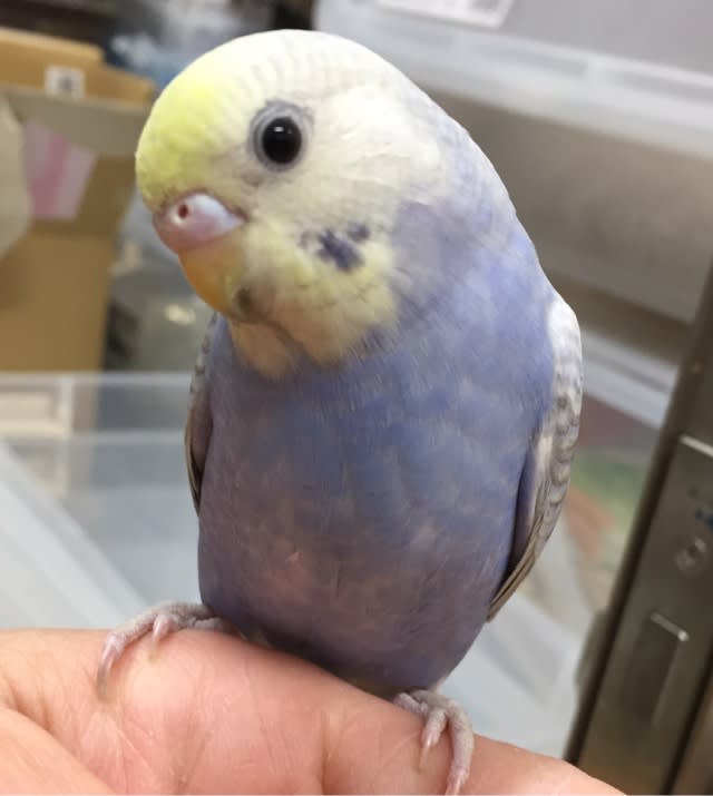 インコ ぬいぐるみ 小鳥 雑貨 TST 101 サザナミインコ グリーン