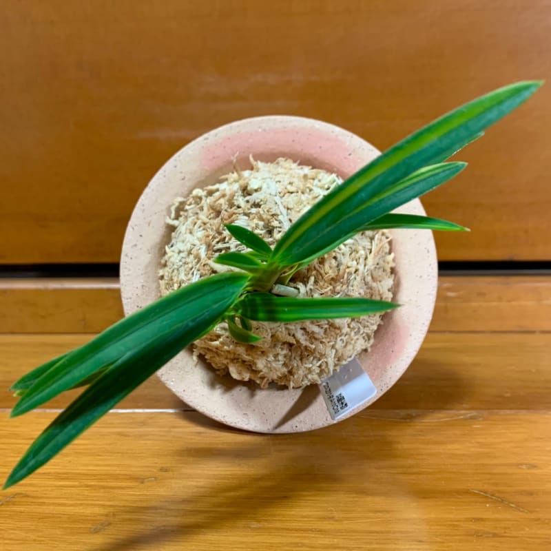 富貴蘭 長州芳 外れ子