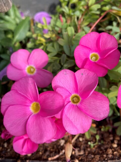 オキザリス　桃の輝き オキザリス桃の輝き｜園芸日記byキムラ｜みんなの趣味の園芸