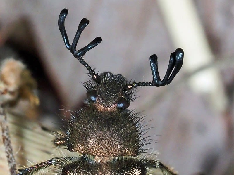 柔らかな質感の ヒゲブトハナムグリ - 南大沢昆虫便り 標本