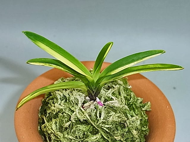 黄牡丹錦 - 富貴蘭讃歌 黄牡丹錦 - 富貴蘭讃歌