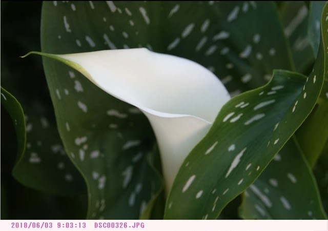 カラー 〈オランダカイウ〉 庭の花 - 都内散歩 散歩と写真 カラー 〈オランダカイウ〉 庭の花 - 都内散歩 散歩と写真