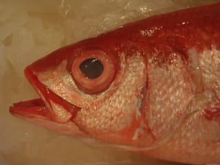 小笠原島 から 船長自ら 直送 オナガ鯛 わたるべ 楽しい仲間たち 小笠原島 から 船長自ら 直送 オナガ鯛 わたるべ 楽しい仲間たち
