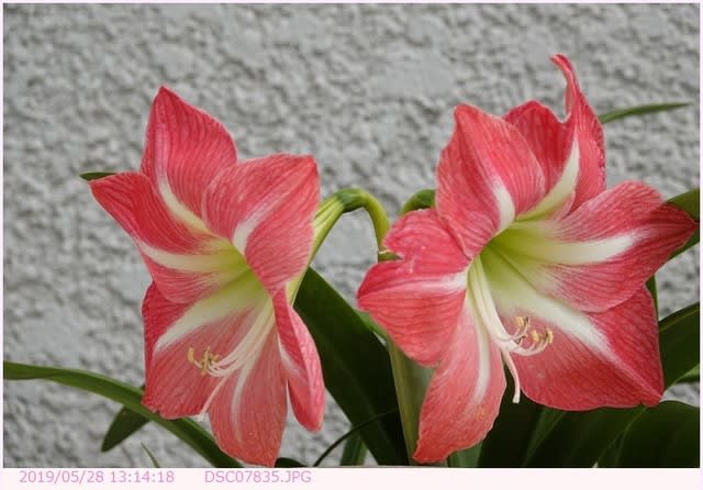 アマリリス 〈 赤い花 品種 ミネルバ 〉 その2 - 都内散歩 散歩