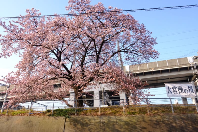 さいたま市】一足はやく 春 到来！「大宮操の桜」が見頃を迎え