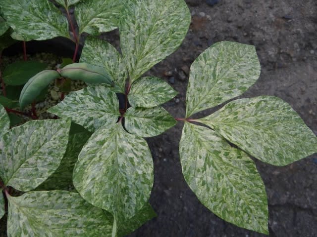 ヤマシャクヤク 山芍薬 小島峠産 斑入り 草友預かり こんなに ヤマシャクヤク 山芍薬 小島峠産 斑入り 草友預かり こんなに