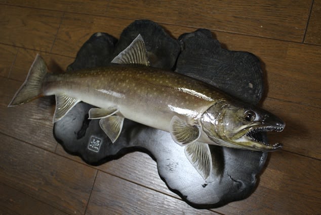 53cmの「源流大イワナ」剥製作業 -完成- - 虫さん魚さん 53cmの「源流大イワナ」剥製作業 -完成- - 虫さん魚さん