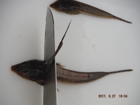 浜名湖メゴチ下処理 天ぷら 骨煎餅 つりんぼ 浜名湖メゴチ下処理 天ぷら 骨煎餅 つりんぼ